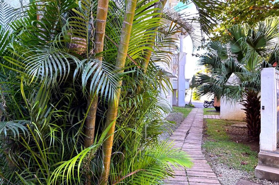 Palm-lined pathway through Grand Baie Business Park